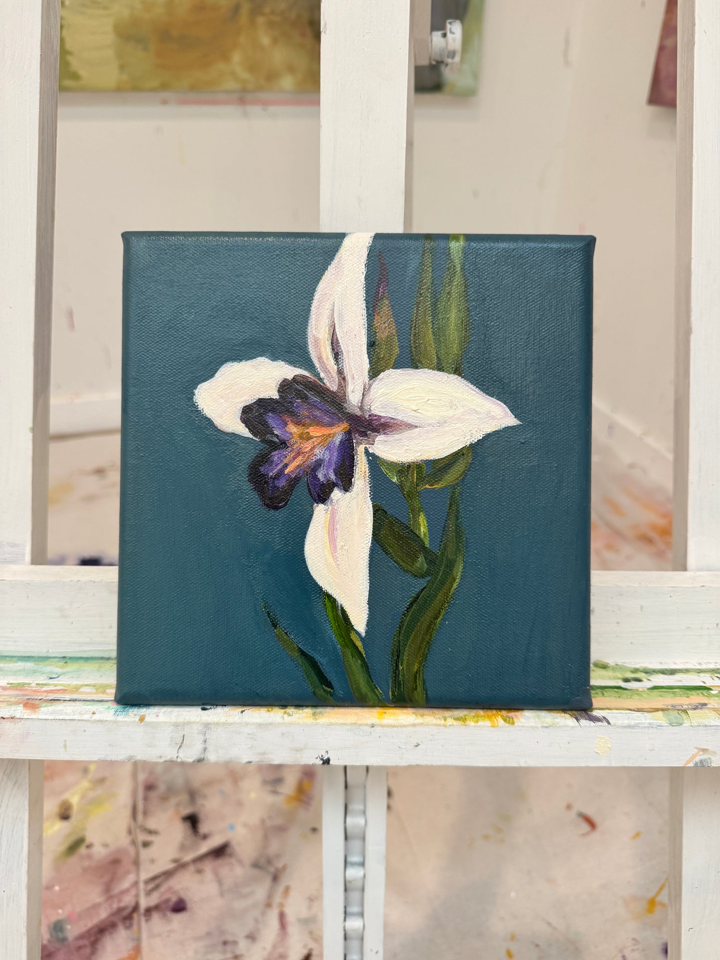‘Iris’
