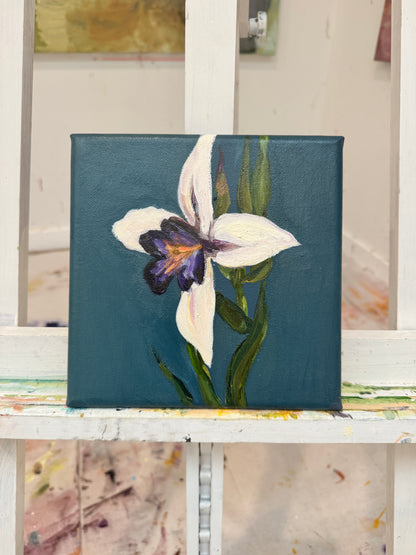 ‘Iris’