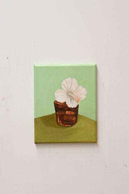 White Hibiscus