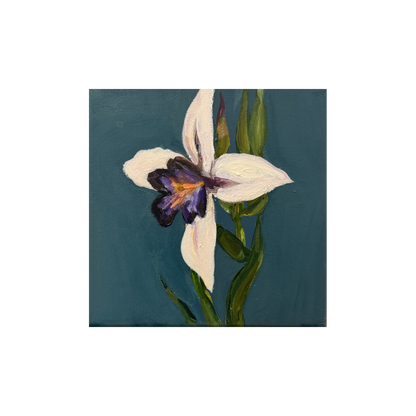‘Iris’